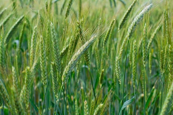 Parable of the Growing Seed Life Lessons