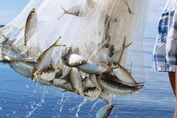 Parable of the Net Life Lessons