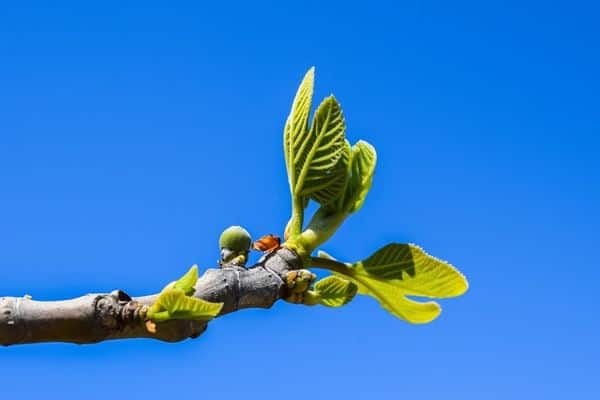 Parables Of The Fig Tree Life Lessons Finding God Among Us parables-of-the-fig-tree-life-lessons-finding-god-among-us